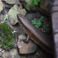 Eutropis