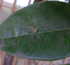 Thaumasia