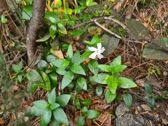 Vinca minor