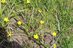 Ranunculus orthorhynchus