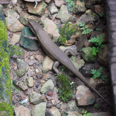 Eutropis