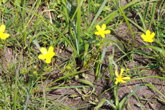 Ranunculus orthorhynchus