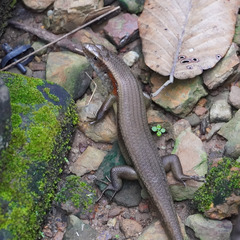 Eutropis