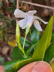 Vinca minor
