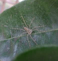 Thaumasia