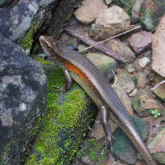 Eutropis