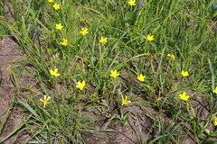 Ranunculus orthorhynchus