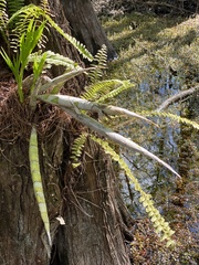 Cyrtopodium punctatum