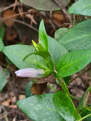 Vinca minor