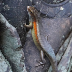 Eutropis