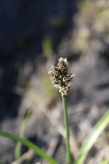 Carex gayana