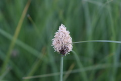Carex gayana