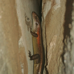 Eutropis