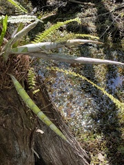 Cyrtopodium punctatum