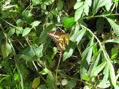 Heraclides thoas brasiliensis