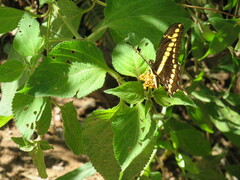 Heraclides thoas brasiliensis