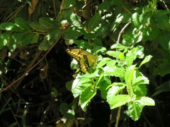 Heraclides thoas brasiliensis