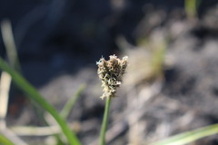 Carex gayana
