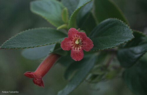 Vanhouttea calcarata