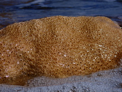 Palythoa caribaeorum