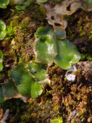 Lunularia