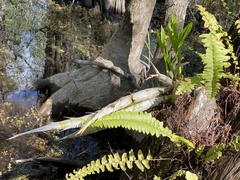 Cyrtopodium punctatum