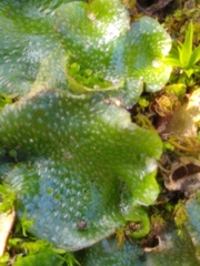 Lunularia