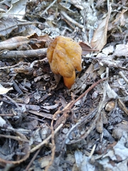 Verpa bohemica