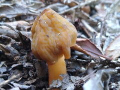 Verpa bohemica