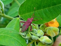 Athaumastus