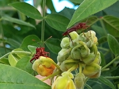 Athaumastus