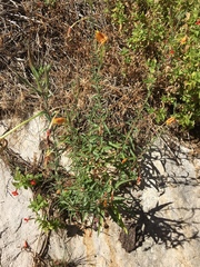 Oenothera longissima