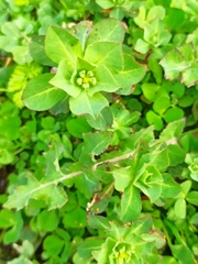 Euphorbia helioscopia