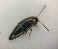 Tachinus