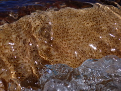 Palythoa caribaeorum