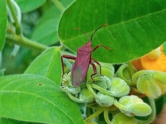 Athaumastus