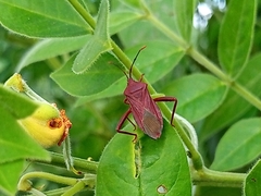 Athaumastus
