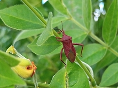 Athaumastus