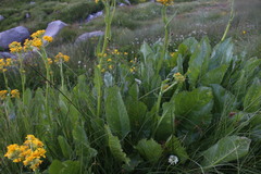 Senecio fistulosus