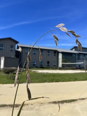 Bromus carinatus
