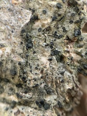 Cresponea chloroconia