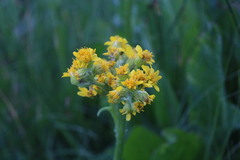 Senecio fistulosus