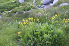 Senecio fistulosus