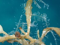 Aglaophenia latecarinata