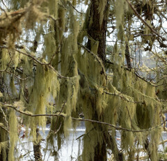 Usnea trichodea