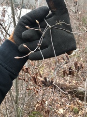 Rhododendron viscosum