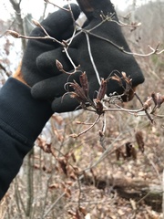 Rhododendron viscosum