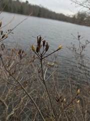 Rhododendron viscosum