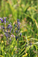 Camassia quamash