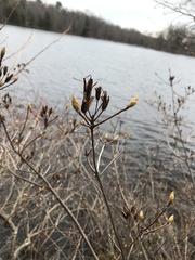 Rhododendron viscosum